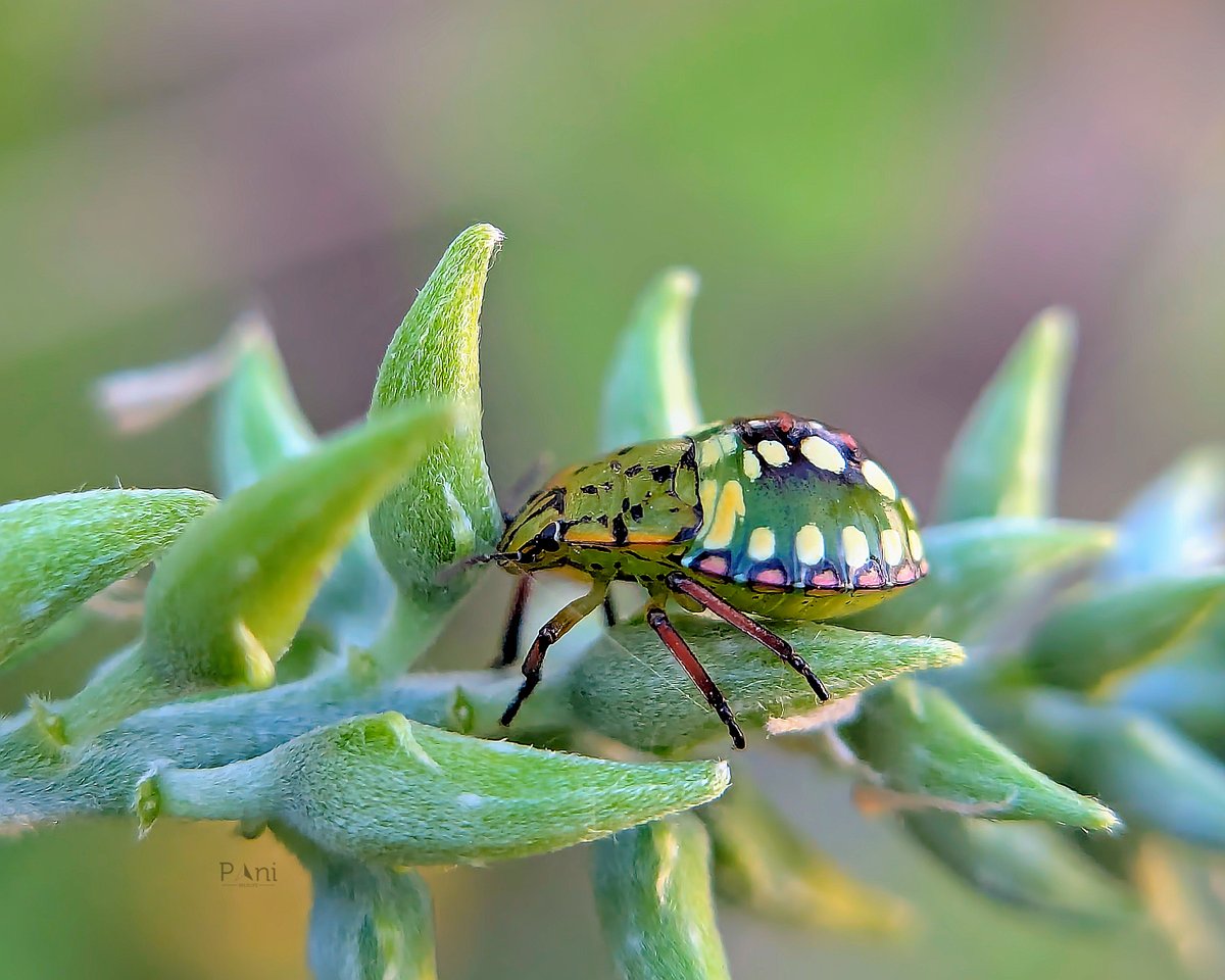 paneendraba's tweet photo. Nature's Tiny Jewel ๐
Isn't this Nezara bug absolutely stunning? ๐ With its vibrant green and red colors, it's a true gem of the insect world.
Have you ever seen a bug this colorful? Share your experiences in the comments below! ๐
#Nezara #TrueBug #InsectPhotography #Macro https://t.co/4ZSk0xnEjl