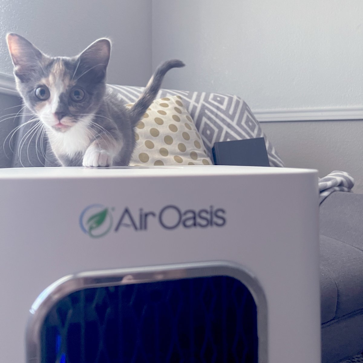 airoasis's tweet photo. Allergy season got you down? 😿 Don’t worry! The iAdaptAir 2.0 helps keep the air clean by removing up to 99% of airborne allergens and pet dander. Now my furry friend can hop around worry-free! 🐾✨ #AllergyRelief #PetLife #CleanAir https://t.co/OVklUP3Yma