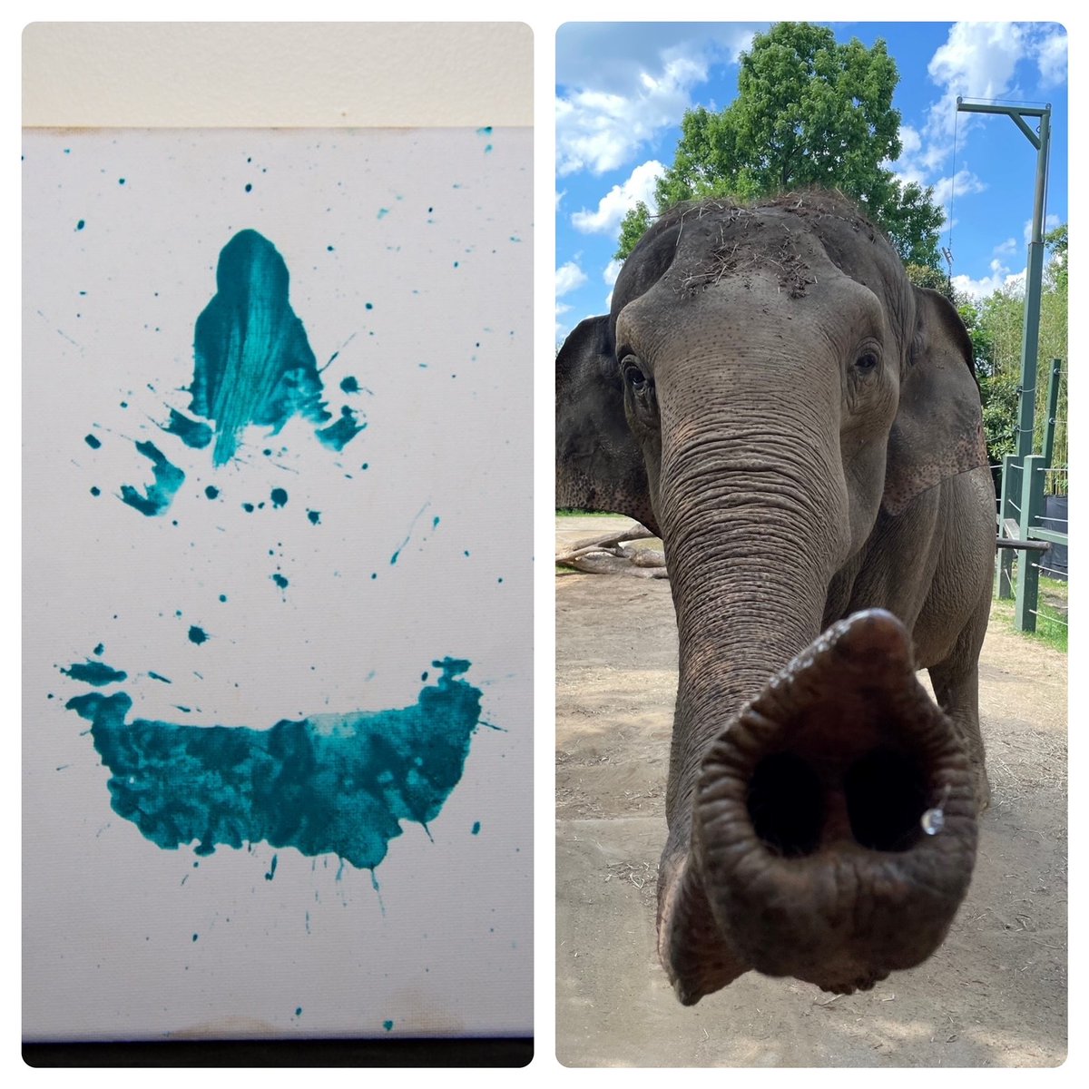 Cincinnati Zoo tweet media