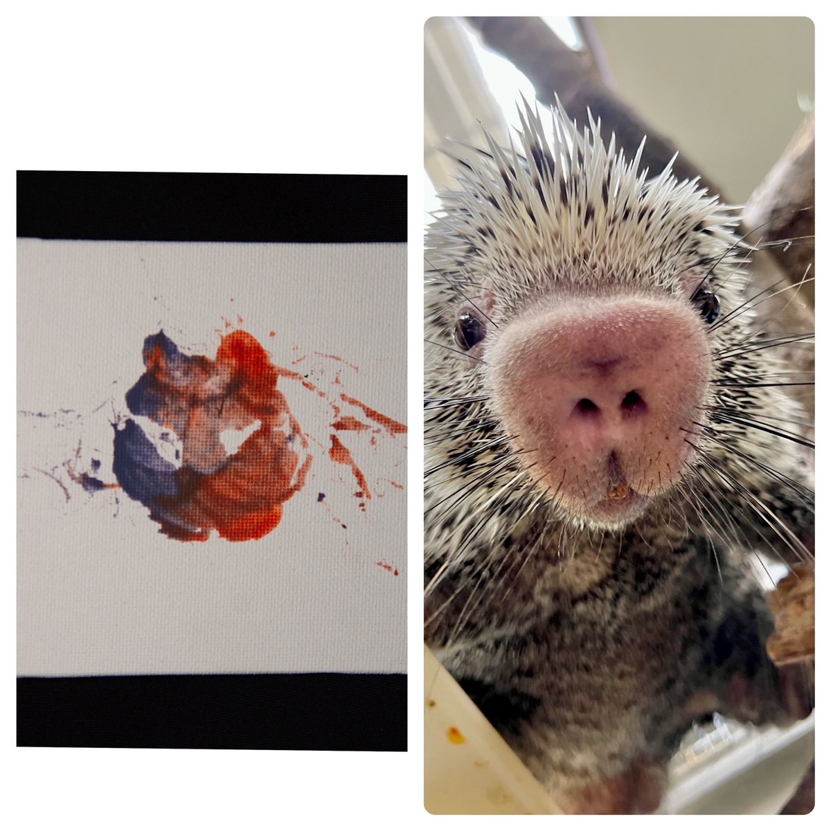 Cincinnati Zoo tweet media