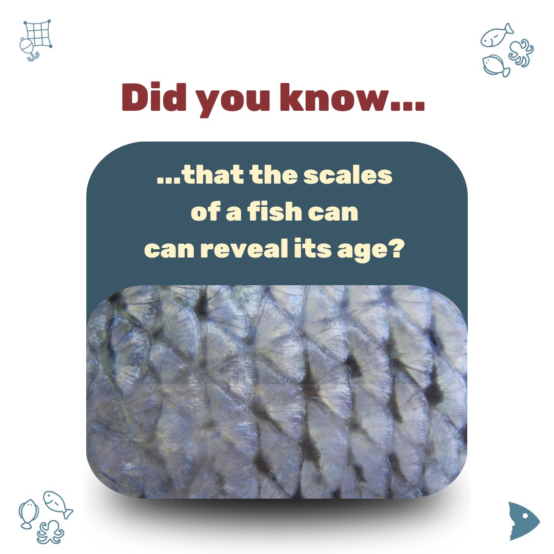 🔍🐟 Did you know that you can determine the age of fish in a similar way to trees? The scales or small “ear stones” in the head show the annual rings that indicate age! 🐠🔬

👉 More information here: fair-fish.net/facts/

📷: MaxwellFury - Pixabay