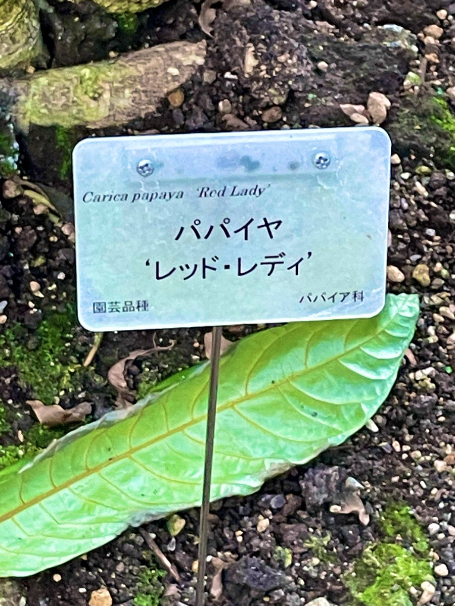 KeiichiFukunis1's tweet photo. #パパイア #レッドレディ #Carycapapaya #RedLady 2024.10.20 京都府立植物園 観覧温室にて https://t.co/0fqHyPcst4