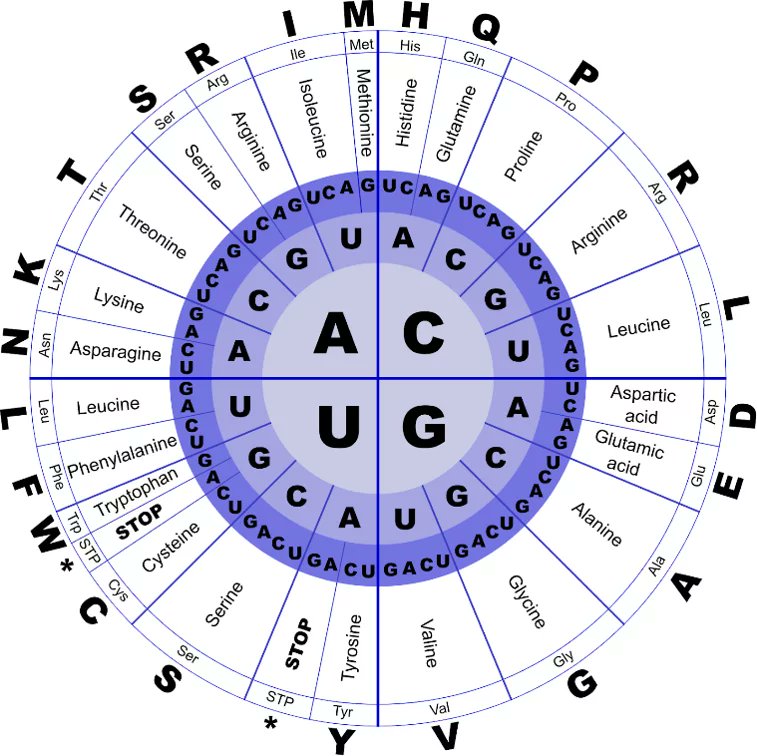 Another question from a student that I don't have a good answer for (chatgpt also struggled) - in the genetic code why do some amino acids have only one codon (eg Met, Trp), whereas others get six (eg Ser)?