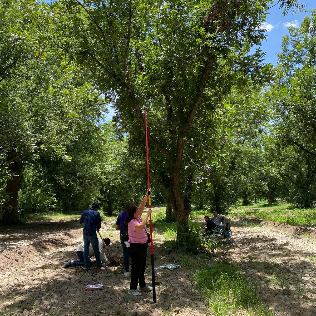 UTEP (@utep) on Twitter photo A multinational team of researchers is setting their sights on climate change and its impact on pecan orchards in the Chihuahuan Desert. š³ The project aims to transform agricultural practices and explore the world of precision farming, thanks to a grant from the <a href="/NSF/">U.S. National Science Foundation</a>. Learn A multinational team of researchers is setting their sights on climate change and its impact on pecan orchards in the Chihuahuan Desert. š³ The project aims to transform agricultural practices and explore the world of precision farming, thanks to a grant from the <a href="/NSF/">U.S. National Science Foundation</a>. Learn