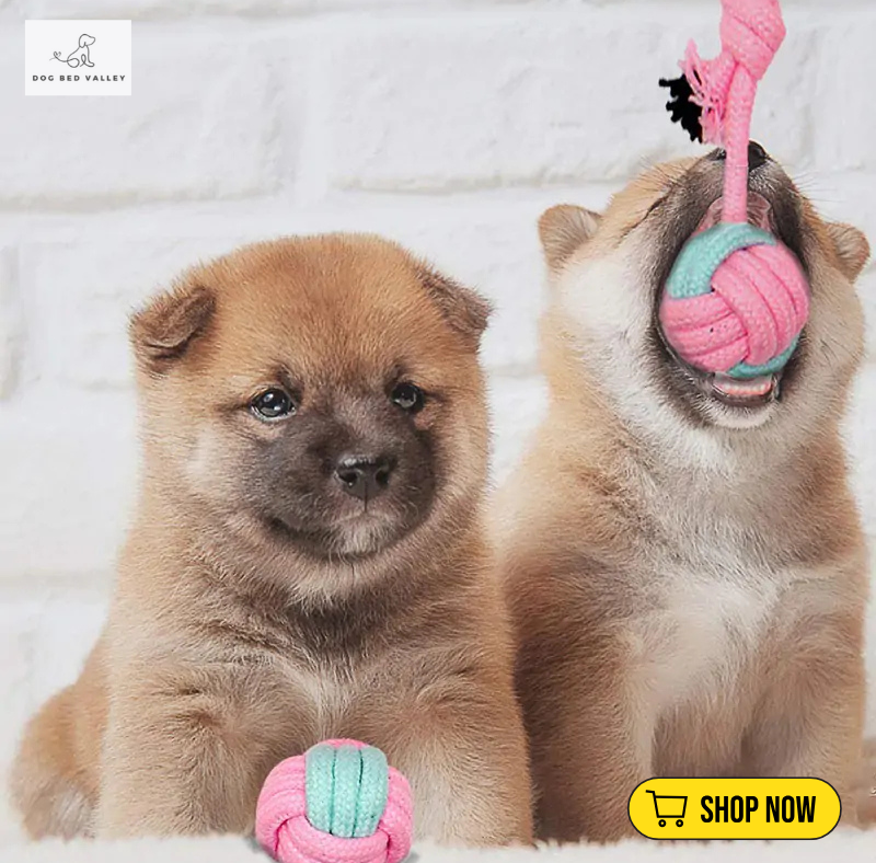 dogbedvalley's tweet photo. 🎉🐾 playtime special with our cotton rope chew toys! Designed to withstand the toughest chewers, they help support your pup’s dental health. 💚 What's the funniest thing your dog does with their toys? Share your laughs! 😂👇
Shop Now: https://t.co/n6szLmvDvg

#DogChewToys  #uk https://t.co/1f6wMC9arQ