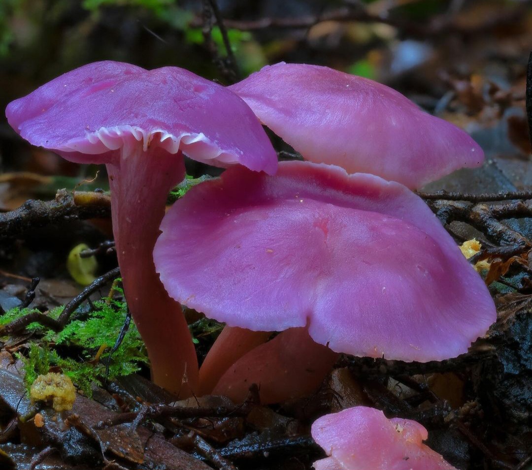 MyNameIsSimoni's tweet photo. Meet the Hygrocybe reesiae 👋🩷

A member of the waxcap family (Hygrophoraceae), is a beautiful and intriguing mushroom often sought after for its distinct color and shape.🌈

This mushroom stands out for its vibrant orange to orange-red cap, which has a slightly waxy, slimy texture when fresh, especially in moist conditions. The cap can range from convex to nearly flat as it matures, sometimes developing a small central depression. The gills beneath the cap are broad and widely spaced, starting out a pale orange or yellow and often darkening with age, giving it a warm, gradient appearance.🌞🍄

The stem of Hygrocybe reesiae is relatively slender and is usually the same shade of orange as the cap or a bit lighter. It's smooth, lacking the fuzz or scales seen in other mushroom types. Waxcaps like this one are often considered indicators of healthy ecosystems because they thrive in undisturbed, nutrient-poor soils, often in old grasslands or heathlands with low nitrogen levels.🌱🍃

While waxcaps aren't typically edible due to their small size and the waxy texture, Hygrocybe reesiae is admired for its ecological role and beauty. It contributes to biodiversity and provides insight into soil health. These mushrooms are increasingly rare in many areas, making them a special find for foragers and mushroom enthusiasts alike.🔎✨

#NFTs #Algorand $ALGO