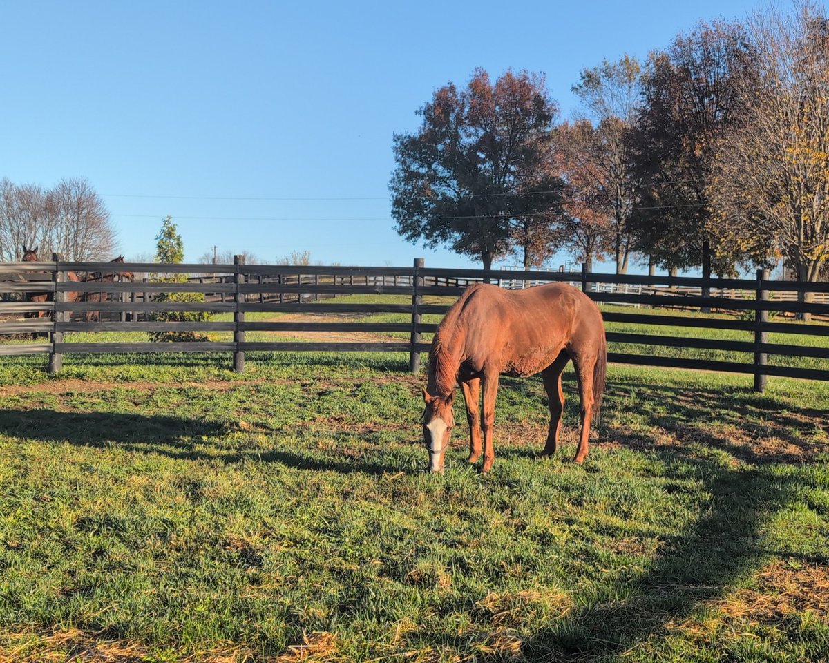 Holy Fashion’s First Turnout

Holy Fashion is settling in beautifully here at the farm! After a calm first 24 hours in her stall, this morning was her first opportunity to explore the round pen where she can see all the other horses and they can see her. #holyfashion #mareworthy