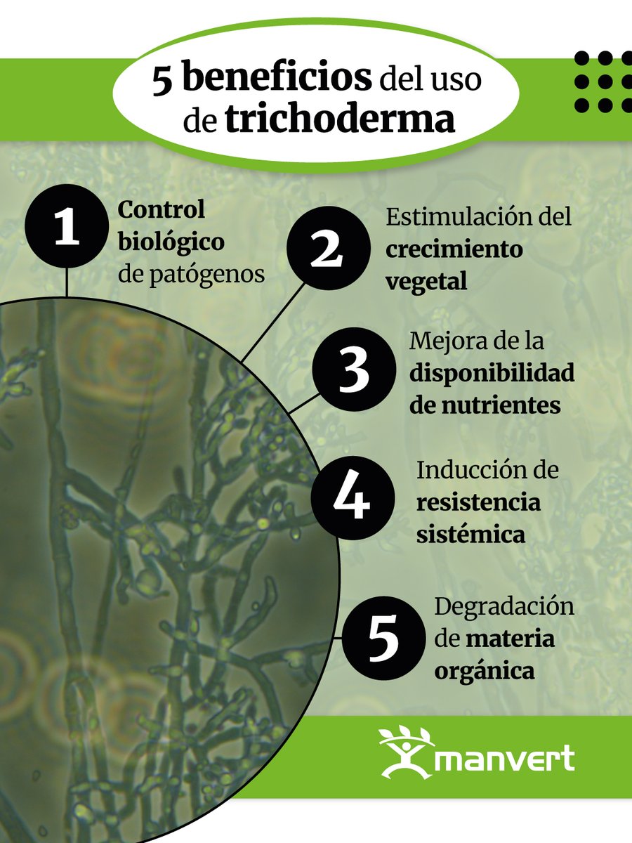 manvert_'s tweet image. La #trichoderma es un género de hongos utilizado ampliamente en #agricultura debido a sus múltiples beneficios para los cultivos.
En este artículo te contamos cuáles son sus beneficios y qué especies son las más comunes.
📲bit.ly/3UMjJWa
#agriculturasostenible