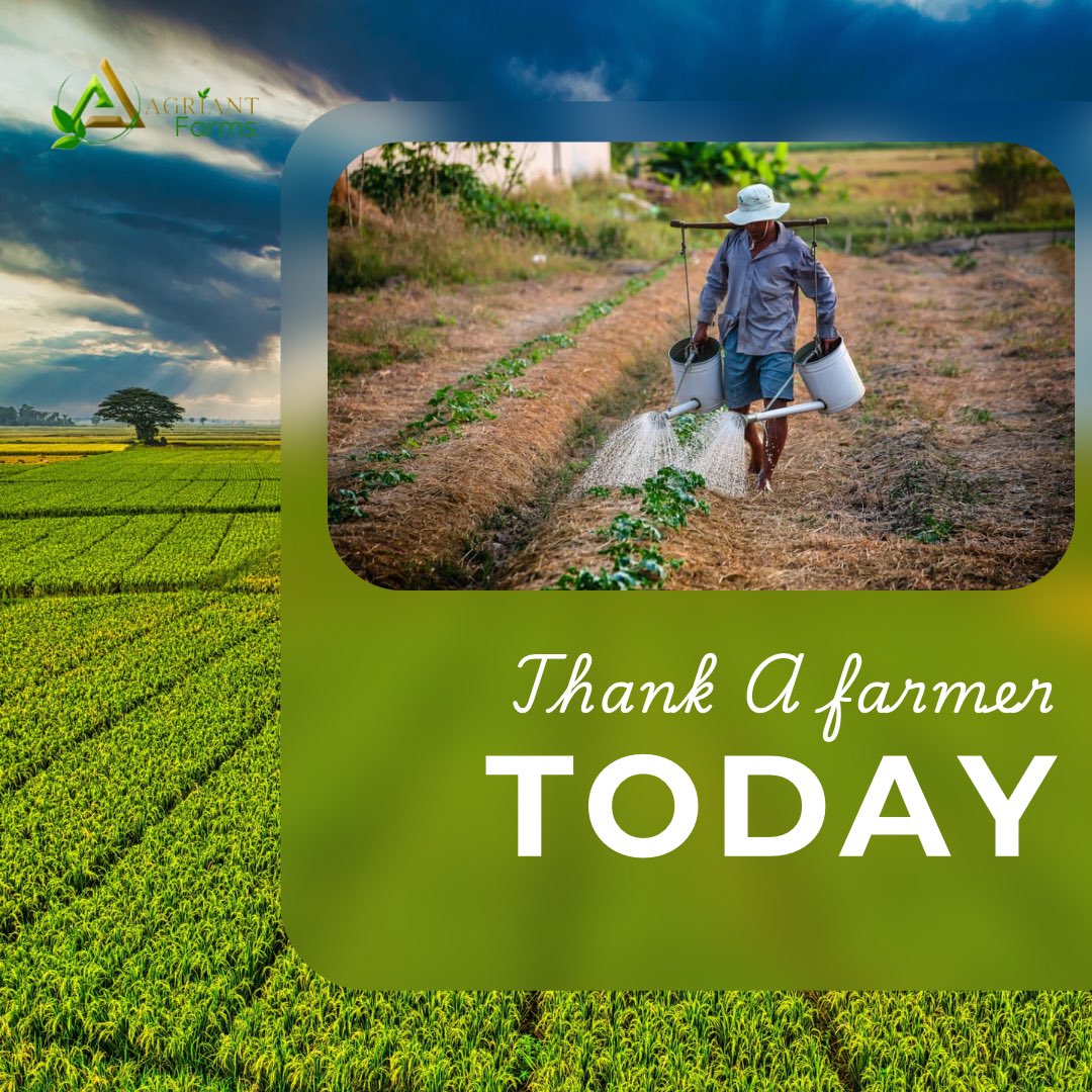 AgriantLimited's tweet photo. Thank a farmer today. Show your support for our hardworking food producers.

#agriantfarms https://t.co/ZLOayXJpeR
