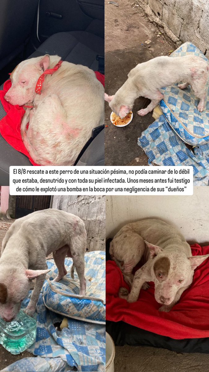 flopartthe's tweet photo. Buscamos hogar para Tyson, únicamente adopción responsable con seguimiento. Macho de aprox 4-5 años, castrado. Súper amoroso. 094480826 https://t.co/MhfpFK7Ye5
