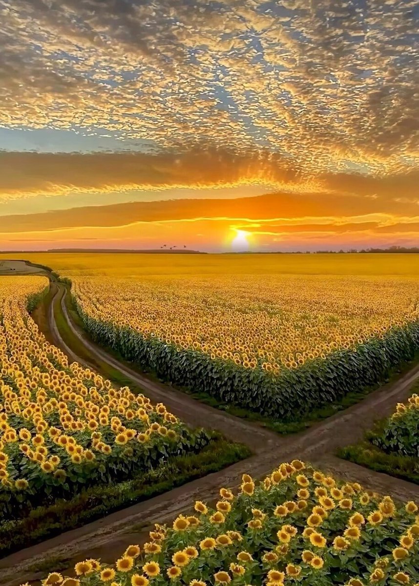 sunflowerchives's tweet photo. sunflower field https://t.co/iwhLv9Hh2u