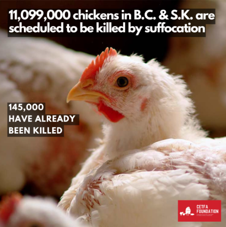 farmedanimals's tweet photo. There are 10 poultry premises infected with H5N1 avian influenza. The chickens will be killed with carbon dioxide gas, that causes severe and prolonged suffering. https://t.co/MnHRW7BCXK