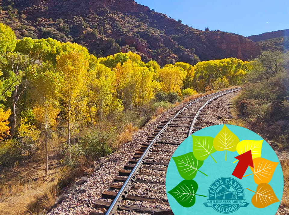 VerdeCanyonRail's tweet photo. #CanyonColorMeter: We are hitting prime time fall colors along the river and the rails, with glorious golds lingering in the Arizona autumn through Thanksgiving and into December. Book your front row seats to Fall at https://t.co/OZlcxDmlTv. #fallcolors #autumninAZ https://t.co/Ex7D3UJql6