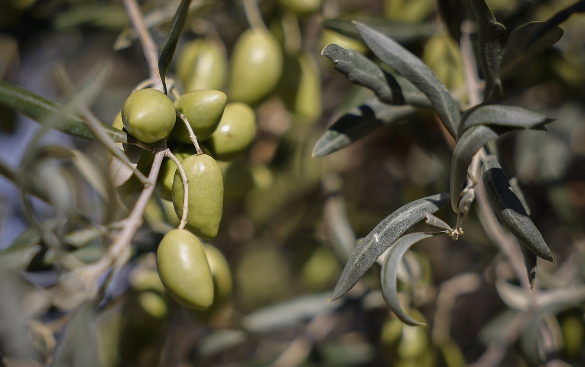🫒 La <a href="/ComunidadMadrid/">Comunidad de Madrid</a> celebra el primer día de cosecha de oliva para la próxima campaña de productos con Denominación de Origen Protegida @AceitedeMadrid.

👉 El consejero <a href="/CarlosNovilloPi/">Carlos Novillo Piris</a> ha visitado en #Valdilecha la cooperativa Virgen de la Oliva.

📲 c.madrid/zbeir1