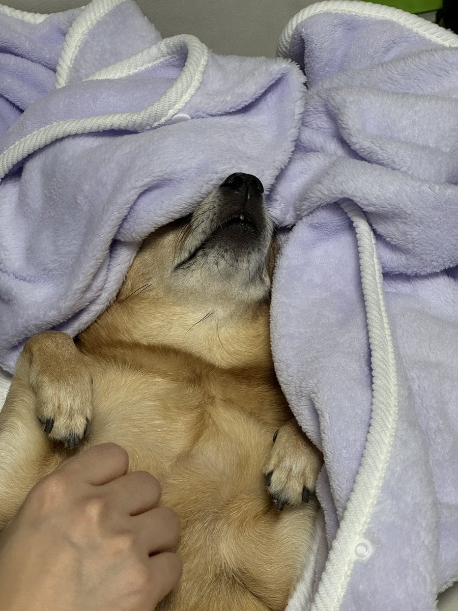 dokdothedog's tweet photo. 발바닥케어 받고 재워지는 강아지 https://t.co/49wJHP53s4
