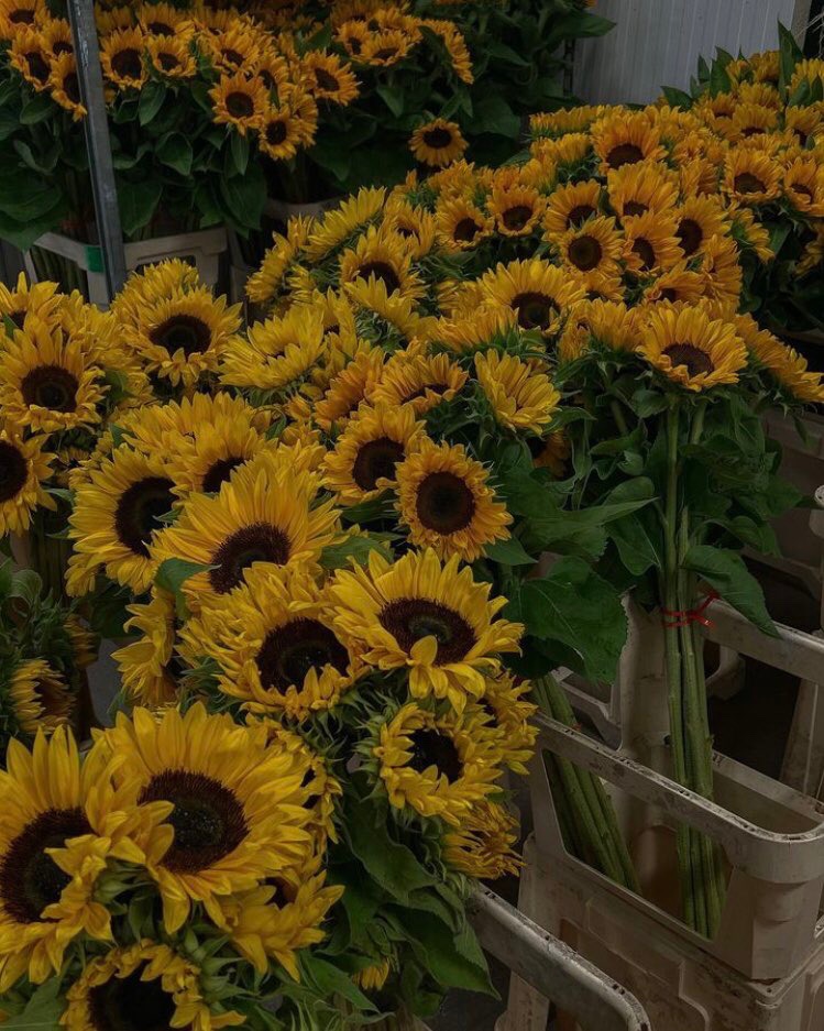 sunflowerchives's tweet image. Life is better with sunflowers