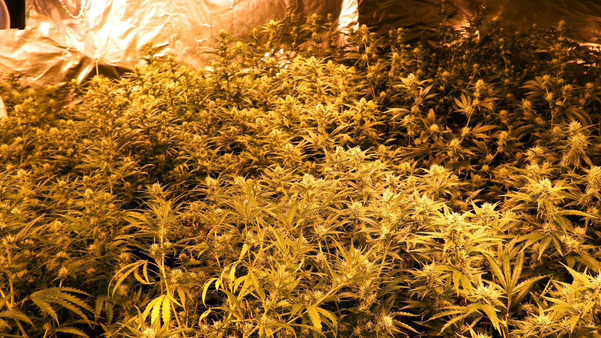 Didammers veroordeeld voor hennepkwekerijen