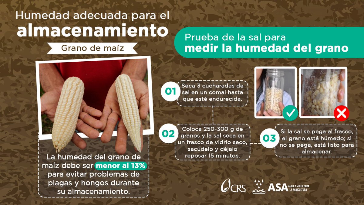 AguaVerdeASA's tweet photo. ¡🌽 Protege tu cosecha! 🌱 Conocer la humedad de tu maíz te ayudará a evitar pérdidas y mantenerlo sano. ¡No más plagas 🐞 ni hongos 🍄! #CultivodeMaíz #ControlDeHumedad #MaízSano https://t.co/aSjZoWiiBz