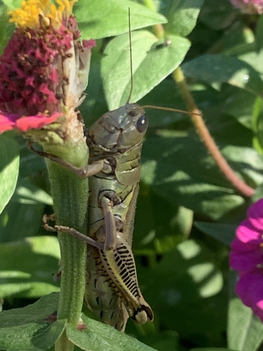 Elaine Winger (@wingerrtgg) on Twitter photo Good morning grasshopper!! <a href="/readygrowgarden/">Ready to Grow Garden</a> <a href="/SampsonElem/">Sampson Elementary</a> <a href="/SampsonPTO/">Sampson PTO</a> <a href="/3rdGradeSampson/">Sampson 3rd Grade</a> <a href="/heathermotzny/">Heather Motzny</a> Good morning grasshopper!! <a href="/readygrowgarden/">Ready to Grow Garden</a> <a href="/SampsonElem/">Sampson Elementary</a> <a href="/SampsonPTO/">Sampson PTO</a> <a href="/3rdGradeSampson/">Sampson 3rd Grade</a> <a href="/heathermotzny/">Heather Motzny</a>