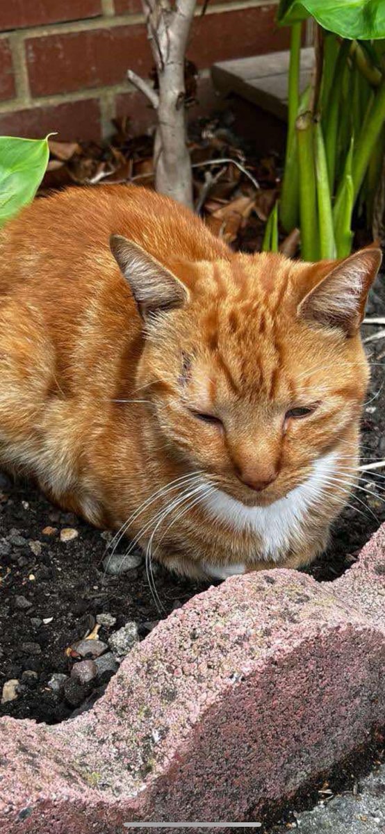 CatsMissing's tweet photo. 🆘️⚠️🆘️Shocking moment brute steals CAT from driveway &amp; walks away with screaming pet
https://t.co/VQfMjcx5tN
#FindSimba #STOLENCat Taken from Maple Close #Mitcham #CR4 London
Owner fears Simba's leg may have been broken during incident
⚠️CRN 01/1056655/24
🙏SHARE EVERYWHERE https://t.co/rsWSvlAhUr