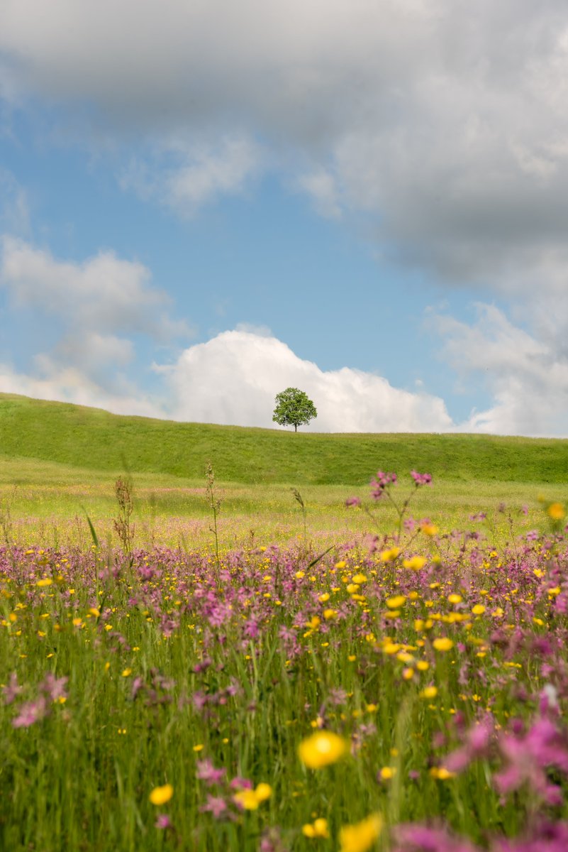 "Mirage"

A solo tree stands among the rolling hills where the wildflowers dance like silky ribbons in the summer breeze. High noon sun and cotton clouds fill the spellbound sky.

Open to offers ✨
