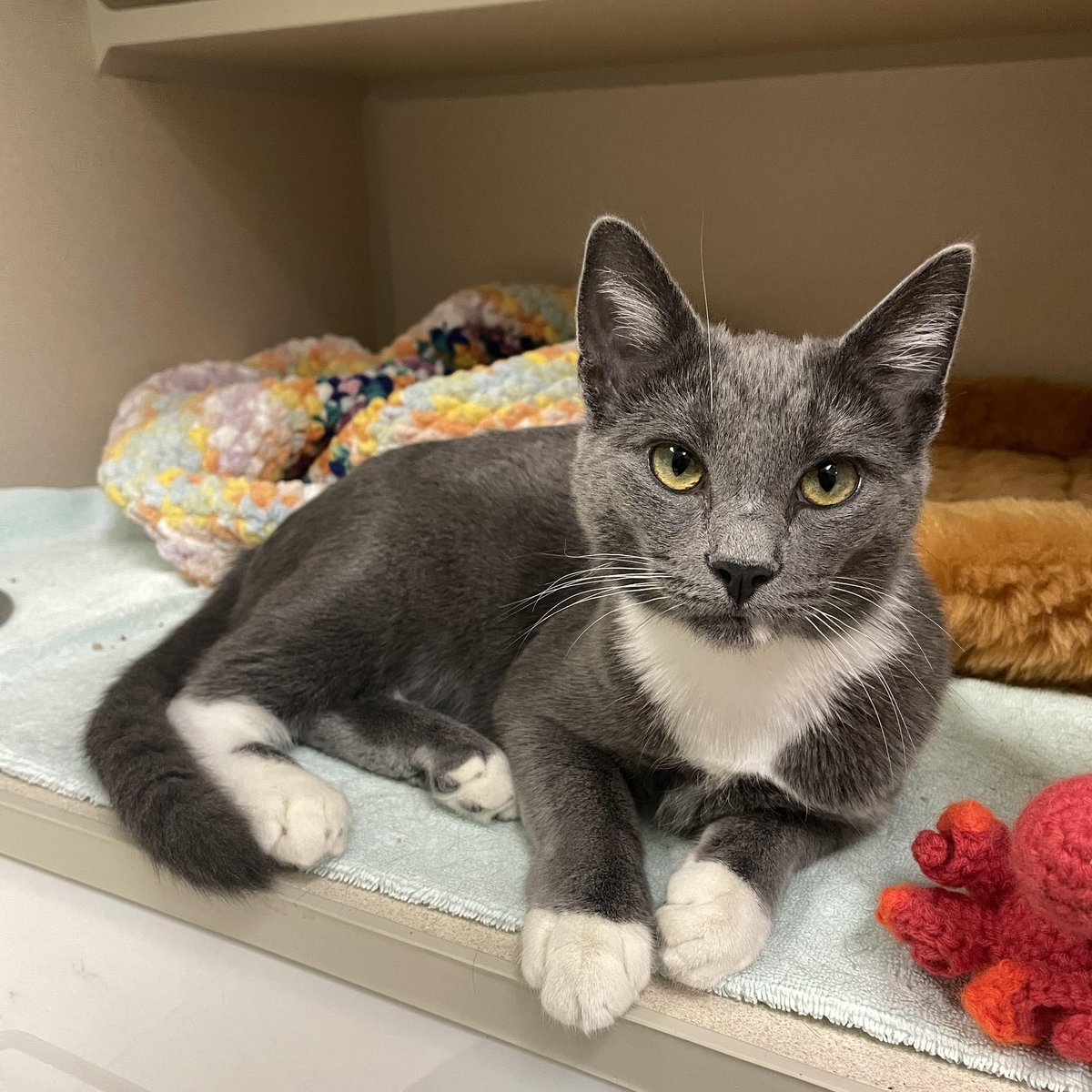 Friends of Bear Cat Rescue tweet media