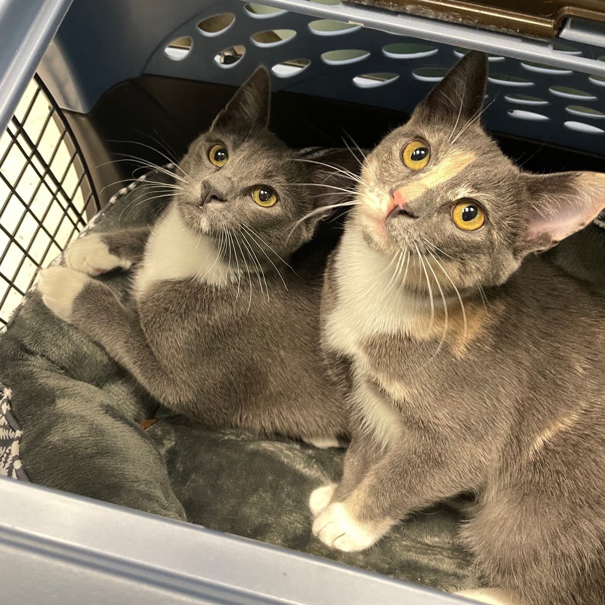 Friends of Bear Cat Rescue tweet media