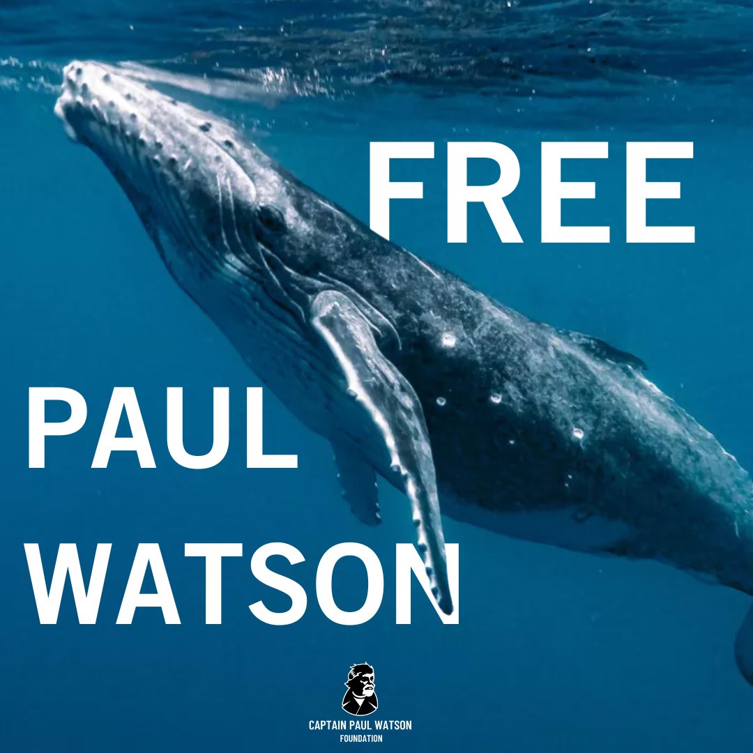 Captain Paul Watson Foundation 🐋🏴‍☠️ tweet media