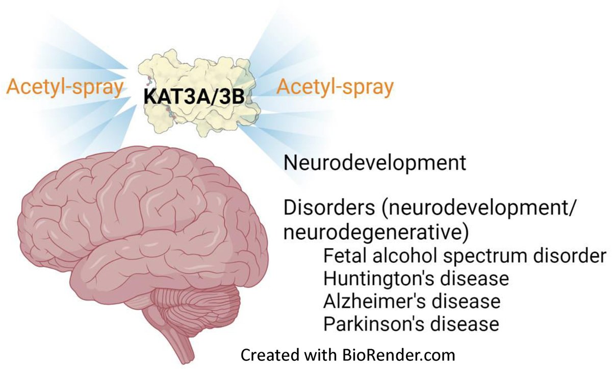 Biochemistry and Cell Biology (@biochemcellbio) on Twitter photo 🔍 Dysregulation of KAT3A and KAT3B is linked to neurodegenerative diseases like #Huntington's and #Alzheimer's 🧬 <a href="/dr_rastegar/">Dr. Mojgan Rastegar</a> @Davie7Jim delves into their roles and the pathophysiological implications of KAT3 function loss 🧠 #Neurodegeneration #Research
ow.ly/SC7m50TXEXX 🔍 Dysregulation of KAT3A and KAT3B is linked to neurodegenerative diseases like #Huntington's and #Alzheimer's 🧬 <a href="/dr_rastegar/">Dr. Mojgan Rastegar</a> @Davie7Jim delves into their roles and the pathophysiological implications of KAT3 function loss 🧠 #Neurodegeneration #Research
ow.ly/SC7m50TXEXX
