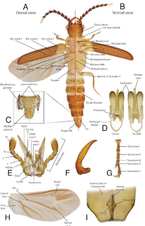 Oliver Keller Ph.D. (@dr_firefly) on Twitter photo New #FireflyMagic paper out with <a href="/neolycus/">Vinicius S. Ferreira</a> as the lead author. Cheguevaria now known from Cuba
researchgate.net/publication/38… New #FireflyMagic paper out with <a href="/neolycus/">Vinicius S. Ferreira</a> as the lead author. Cheguevaria now known from Cuba
researchgate.net/publication/38…