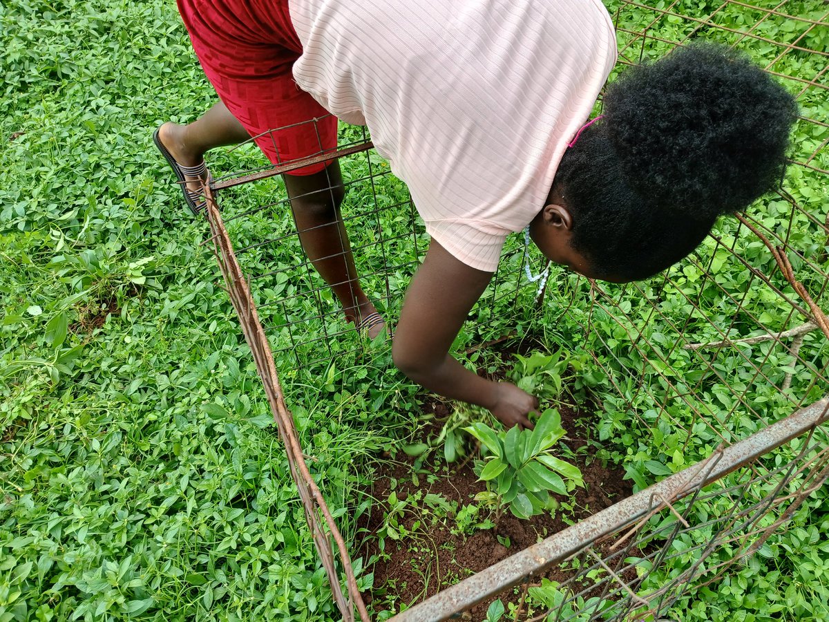 Passed by Mrs. Joyce home to check on her trees. It's very interesting to see that they are growing so well.
Guess what? She has loved connecting her big compounds on our......(eyes on)