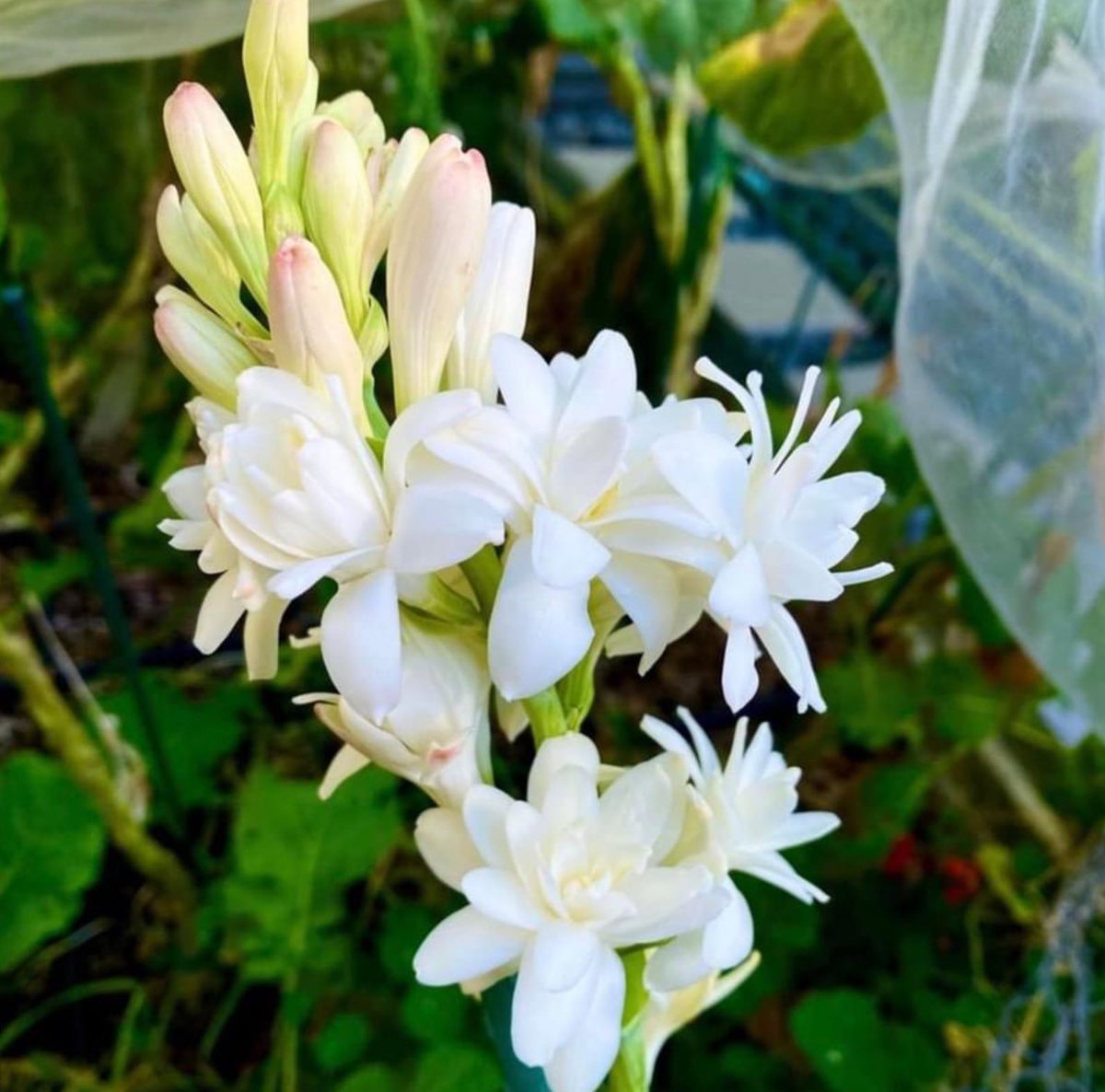 StacyeBranche's tweet photo. Happy Tuesday from @healingfoodsgarden #frommygarden #haveagreatday #liveyourbestlife #livewithkindness #livewithgratitude #livewithoutregret #loveoneanother #seizetheday #practicerandomactsofkindness #Flowers #FlowerOfTheDay #FlowerLover #FlowerPhotography #flowerdaily #fyp https://t.co/lhYsSa4FAJ