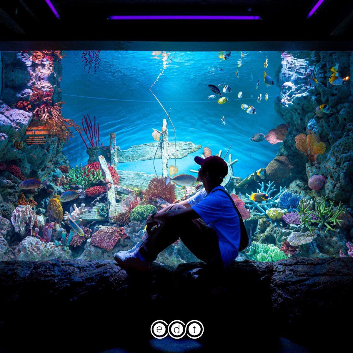 edtguide tweet media