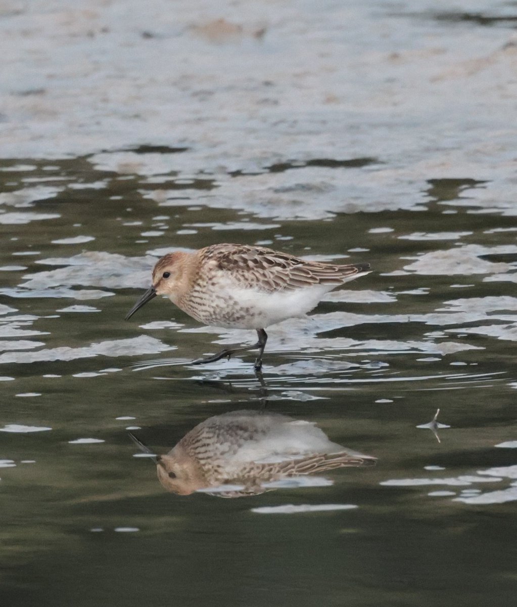 🐦 One of our smallest autumn passage migrants the little stint, Calidris minuta has been spotted over the last couple of weeks at #seatonwetlands. Summer breeding in northern Scandinavia and north-west Russia and winter in southern Europe and western Africa. 

📸 Pete Turner