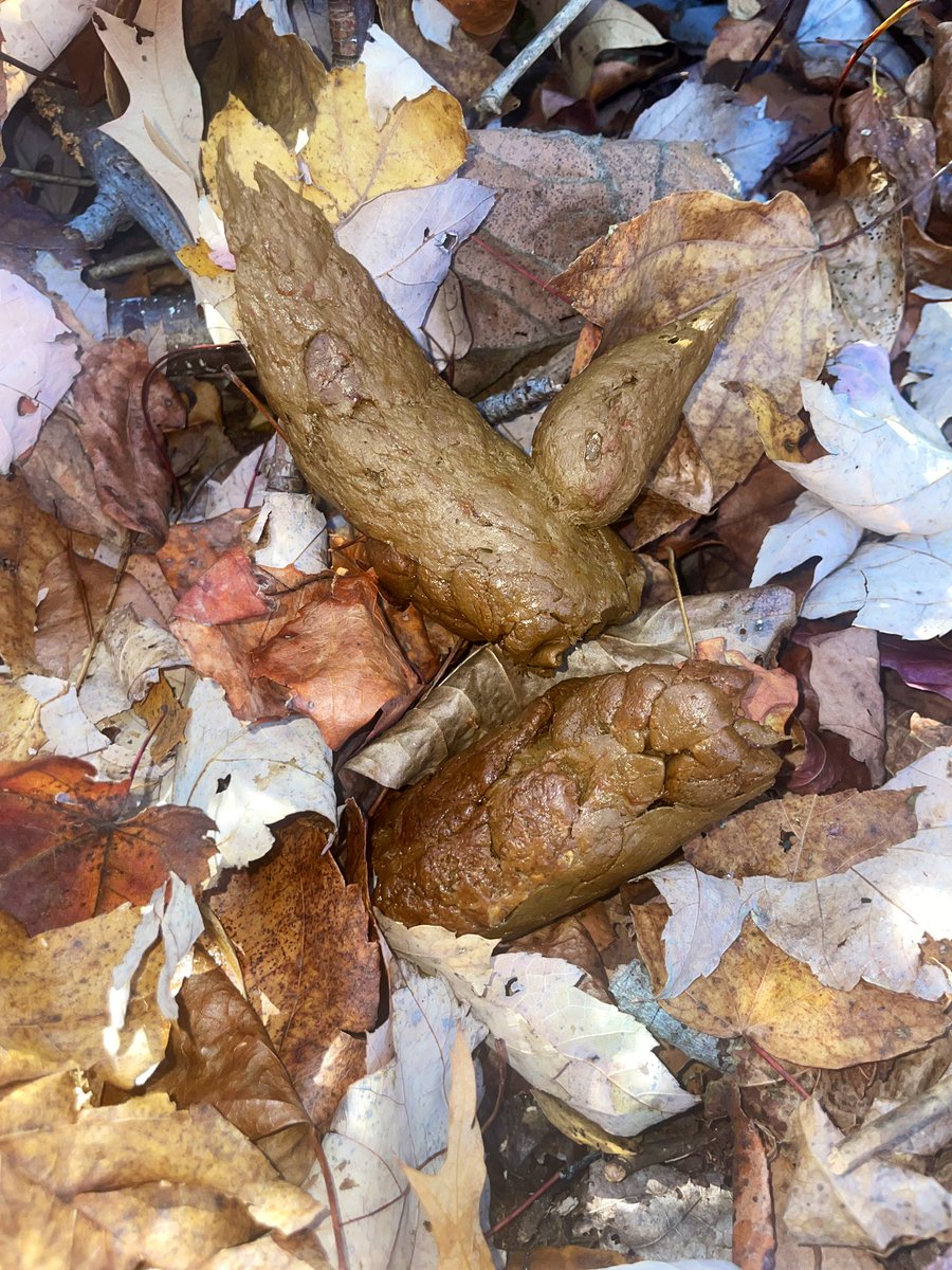 Euphoric_Freak's tweet photo. Took This Outside This Morning 💩, Felt 🙂‍↔️ https://t.co/z74uTZgyE5