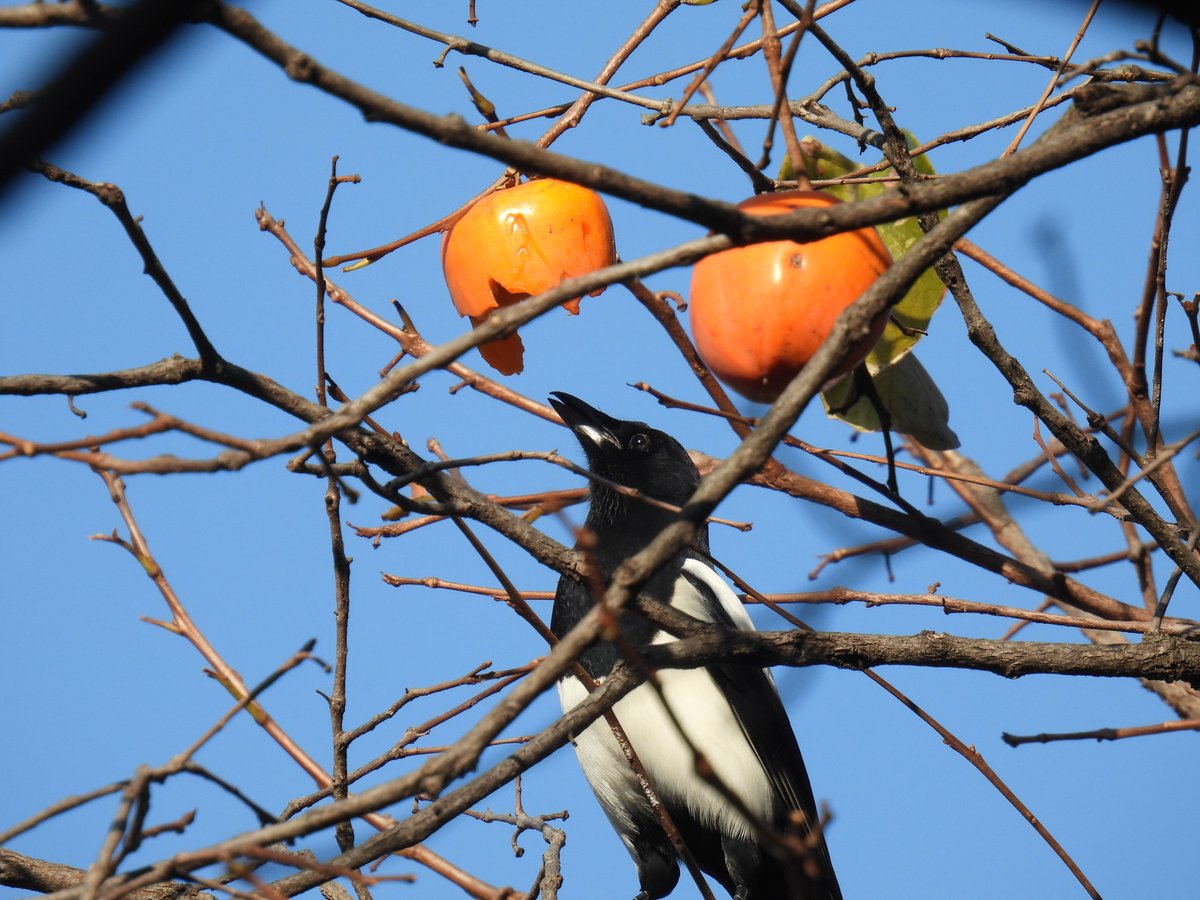 바다매 tweet media