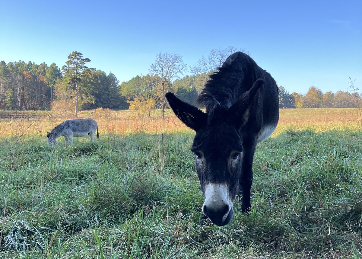 While my story may read like fiction, it's not.
intertwingled.org/donkey-time/