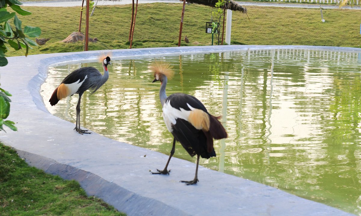 rashtrapatibhvn's tweet photo. President Droupadi Murmu visited the Aviary at Daman which showcases rare and exotic species of birds from across the globe. She was delighted to know that the birds in the Aviary are provided an environment similar to their native habitats. https://t.co/xczdvxcoi5