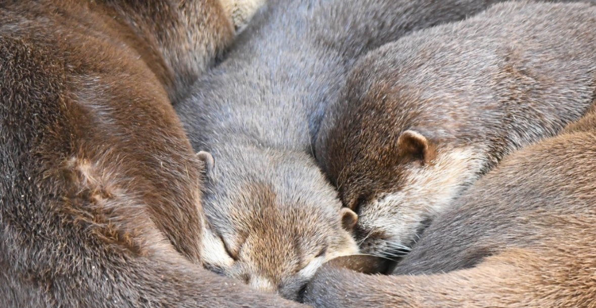 ZooWildlife's tweet photo. Otters nappingโฆyouโre welcome ๐
#toocutetuesday #otterlyadorable #asiansmallclawedotter #aquarium #westvalleyaz #zoocute https://t.co/bq5XlK3EFs