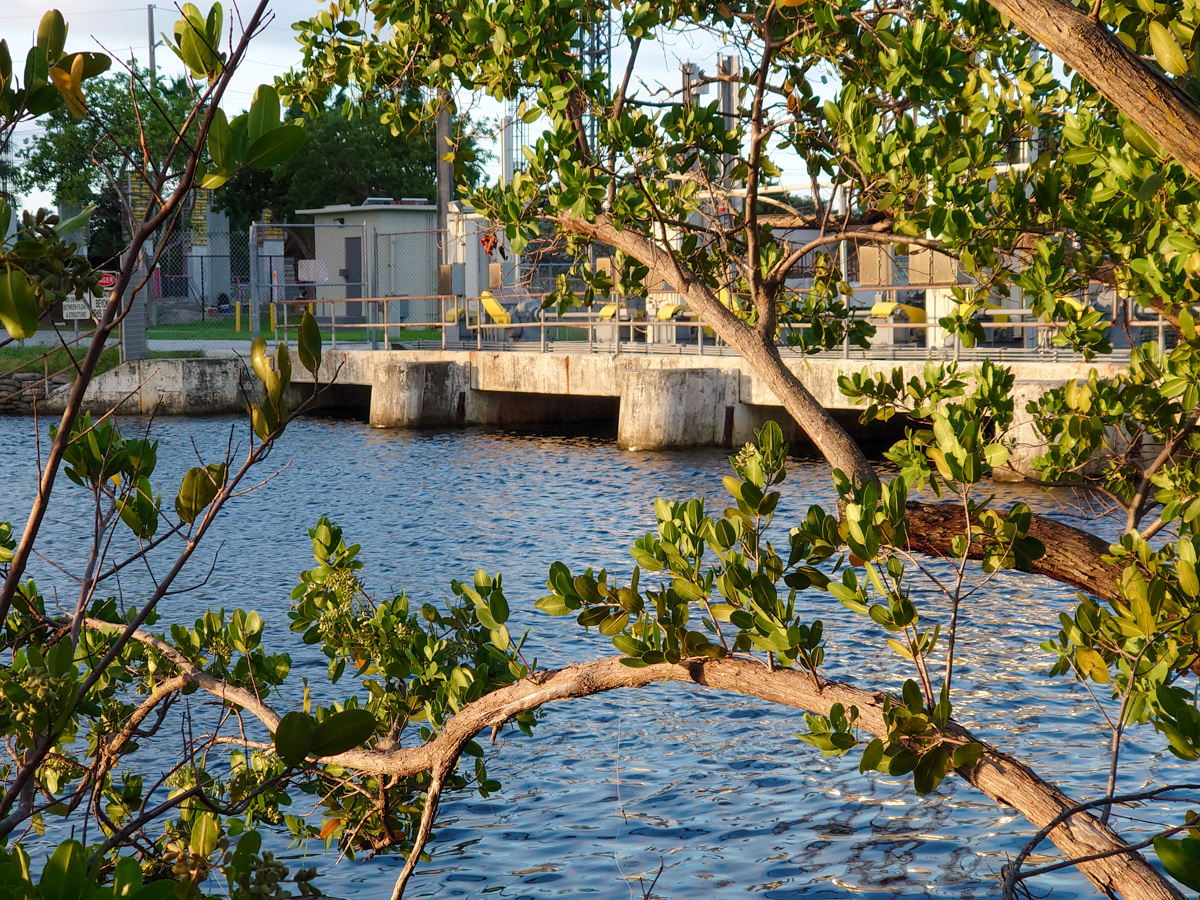 📢 Read the latest Weekly King Tide Forecast for Nov. 12- Nov. 21, 2024.  

Visit SFWMD.link/30QLmka to subscribe for text message or email updates from the <a href="/SFWMD/">South Florida Water Management District</a> and make sure to click on King Tide Forecast.  

Visit SFWMD.gov/News to read the latest update.