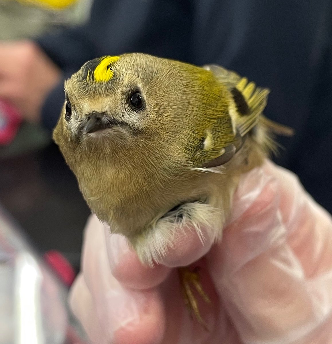Goldcrests are just the sweetest little birds, like, seriously, look at that face! This little one, quite literally, came in for a fly-by visit. A victim of a window strike, the bird was found stunned on the ground. By the time he arrived with us, he was fully recovered🥳.