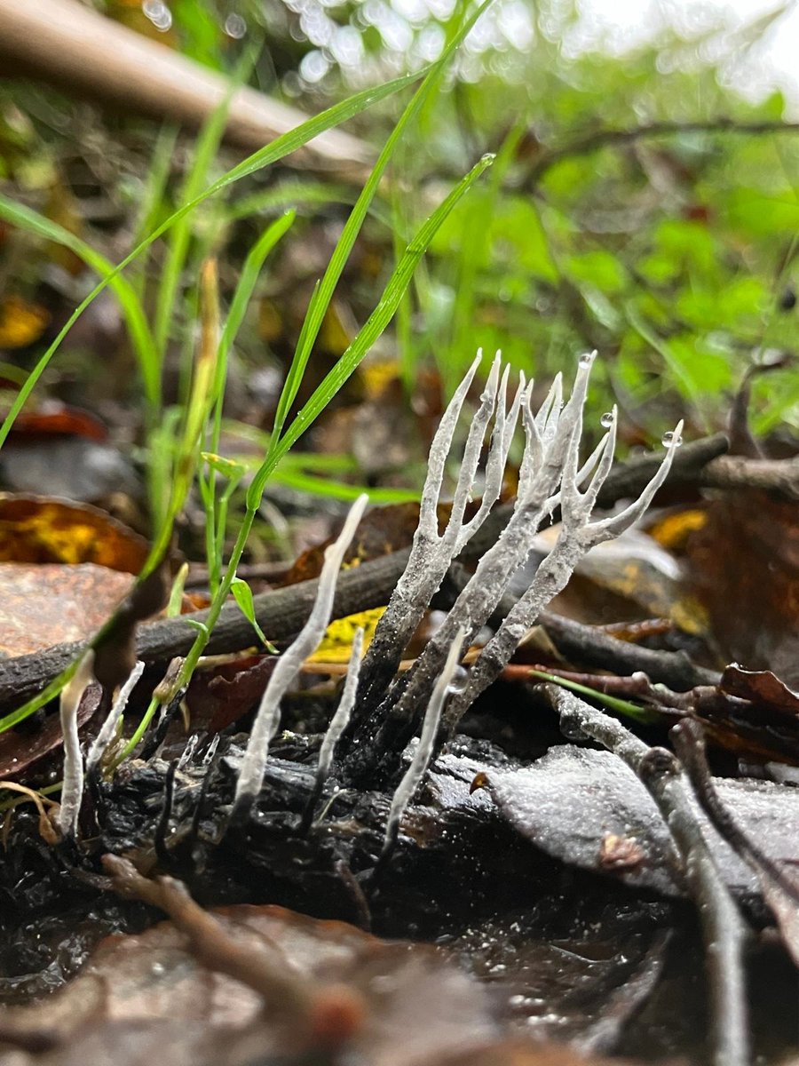 🍄 Candlesnuff fungus, Xylaria hypoxylon is a fungi that we have growing at some of our nature reserves and relies on dead wood to grow. Dead wood is an important habitat to have around our sites and if we don't have to, we won't remove any dead or fallen trees 🪵