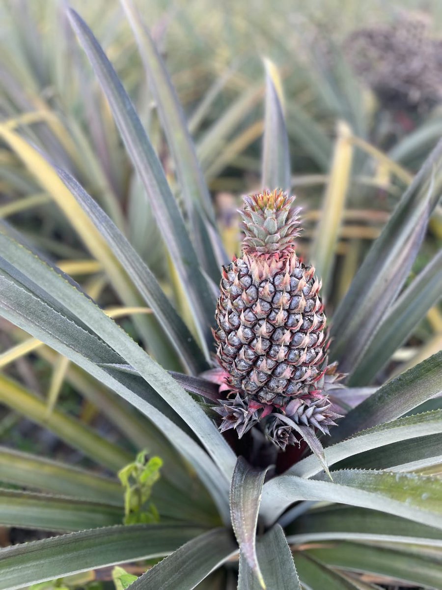 Amazing news! <a href="/UNFAO/">FAO</a> has adopted <a href="/dimitratech/">Dimitra Technology</a> "Connected Farmer" to deploy in Suriname for a project with Indigenous Farmers.  This app can be deployed for projects globally across 65 crops.  <a href="/notcalvinklein/">Calvin Bodden</a> is currently in Suriname training farmers this week.