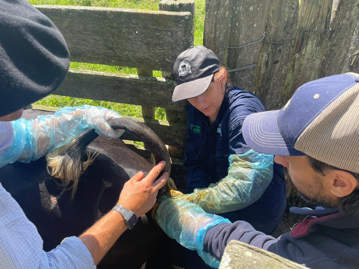 PlanAgro's tweet photo. #Hoy en 📍 Rincón de Ramírez, Treinta y Tres
Continuamos en el Curso presencial "Inseminación artificial en vacunos" #Día2 en
📌Establecimiento Santa Ana
🗣️Dra. Betina Cóppola
🖼️👉https://t.co/DdxEaHOq0Z
#SRRB #StaAna Ing. Santiago Barreto #PlanAgro https://t.co/gowvyAh7R3