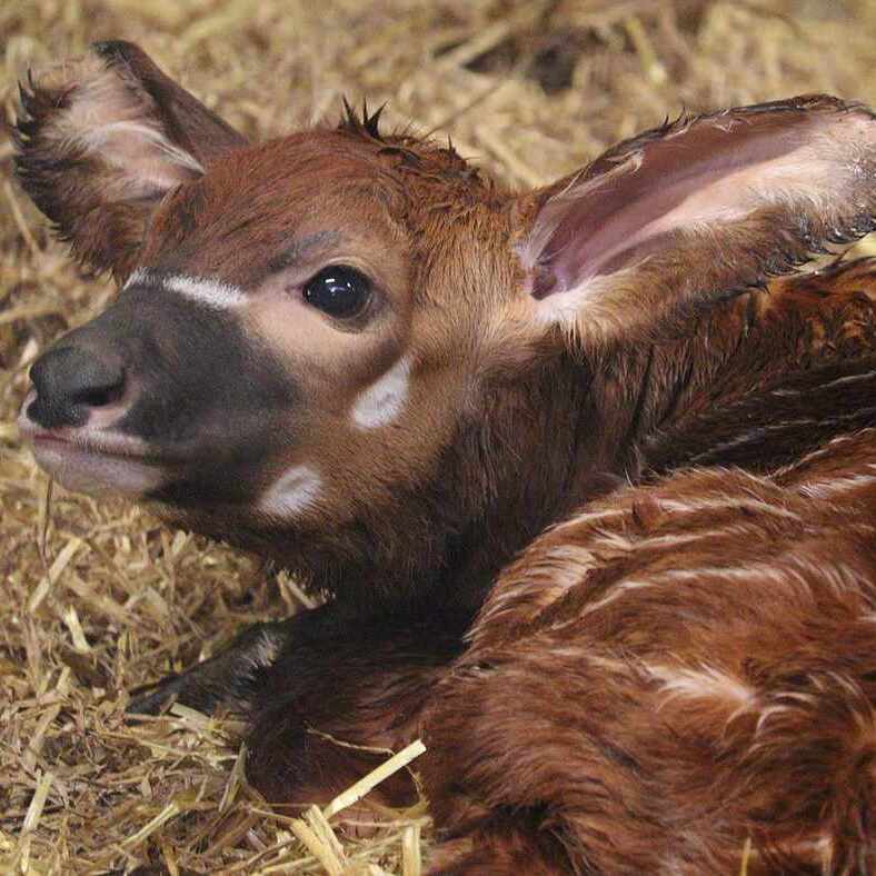 🦌 Un bébé bongo des montagnes, une espèce en voie de disparition avec moins de 100 individus restants, est né en Angleterre. Cet événement est crucial pour la survie de cette espèce rare. 🍀 (Science et vie)

📸 Woburn safari Park