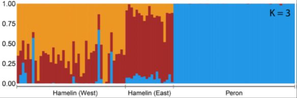 CowenSaul's tweet photo. @Science_DBCA @BiolSci_UWA @BushHeritageAus @AGibsonVega 4/6 #BOUsci24 #SESH2
We found the two populations were genetically divergent with genetic structure within Hamelin. Males were apparently highly philopatric. This highlighted the importance of translocating from a wide area to maximise genetic diversity https://t.co/VsJw82GcC7 https://t.co/OpSJnkJUVS