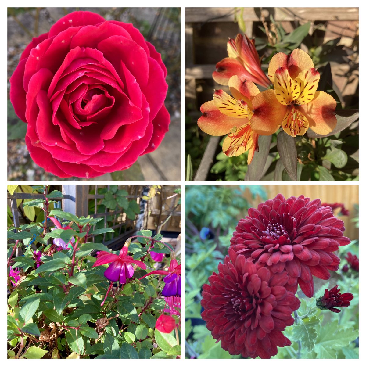 I am grateful for the warmth of the sun. 
I am grateful for the colours in my garden.
I am grateful that I can go out and walk about.
I am grateful for all the care given this past year. 

#Grateful