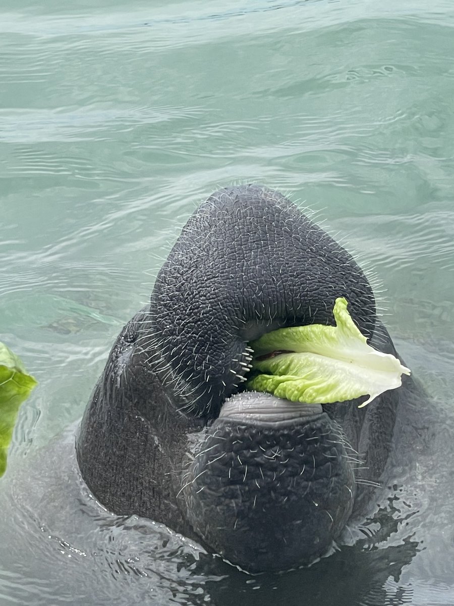 Dolphin Discovery tweet media