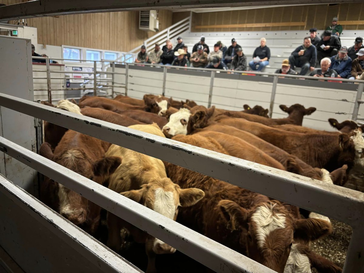 MASC_MB's tweet photo. We're at the Gladstone Auction Mart today, November 12 for this week's regular/showlist sale. We're here to answer your questions on our programs tailored for #MBBeefProducers like our Forage Insurance, Stocker Loans, &amp; Livestock Price Insurance. See you there! | #MBAg #MBBeef https://t.co/Qpb5G30yX4