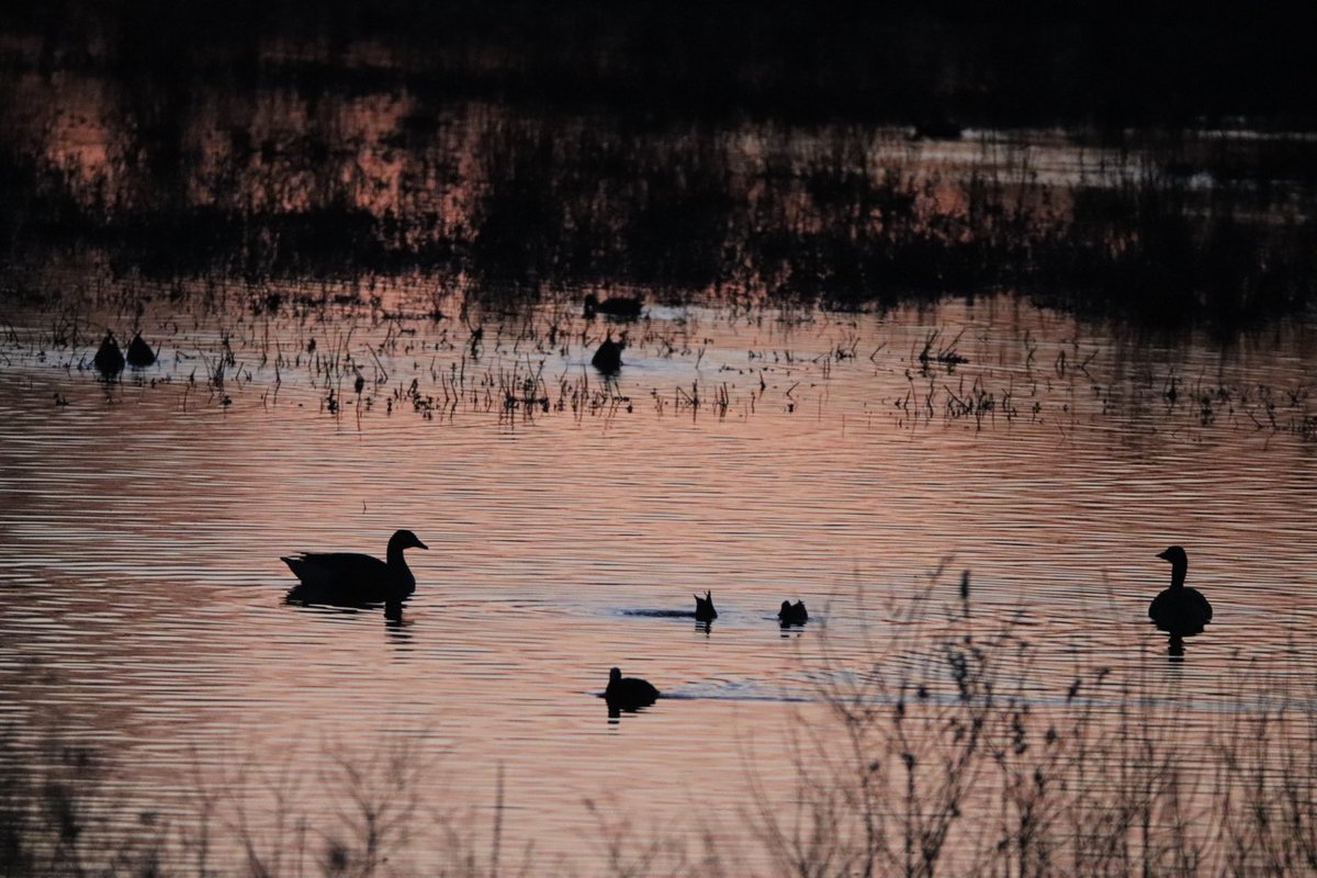 Quick wander around ⁦⁦<a href="/suffolkwildlife/">SuffolkWildlifeTrust</a>⁩ Mickle mere last night and the sun showed its face for a bit! #suffolkwildlife #micklemere